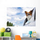 Papillon Dog Traveling Car