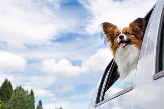 Papillon Dog Traveling Car