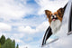 Papillon Dog Traveling Car