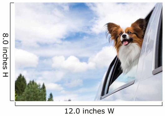 Papillon Dog Traveling Car