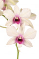 Dendrobium Wall Decal