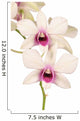 Dendrobium Wall Decal