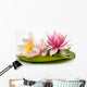 Beautiful Water Lilies Wall Decal