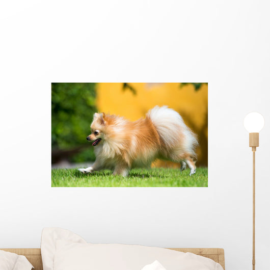 Pomeranian