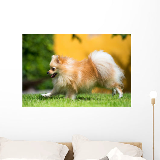 Pomeranian