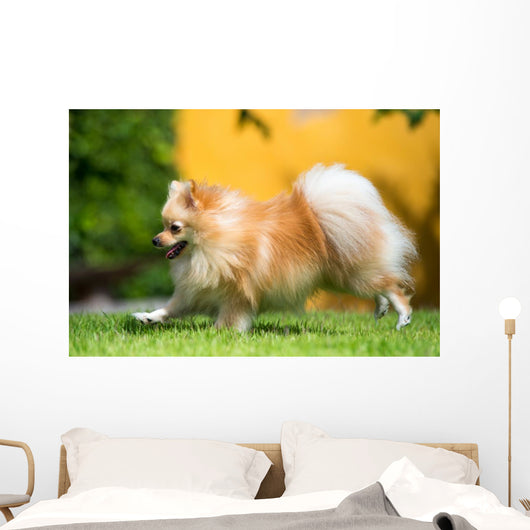 Pomeranian