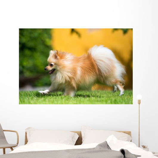 Pomeranian