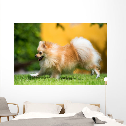 Pomeranian