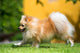 Pomeranian