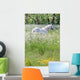 Weisser Schimmel Blumenwiese Wall Mural