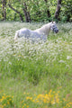 Weisser Schimmel Blumenwiese Wall Mural