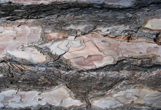 Tree Bark Wall Mural