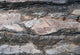 Tree Bark Wall Mural