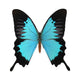 Peacock Royal Wall Decal