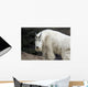 Mountain goat Wall Mural