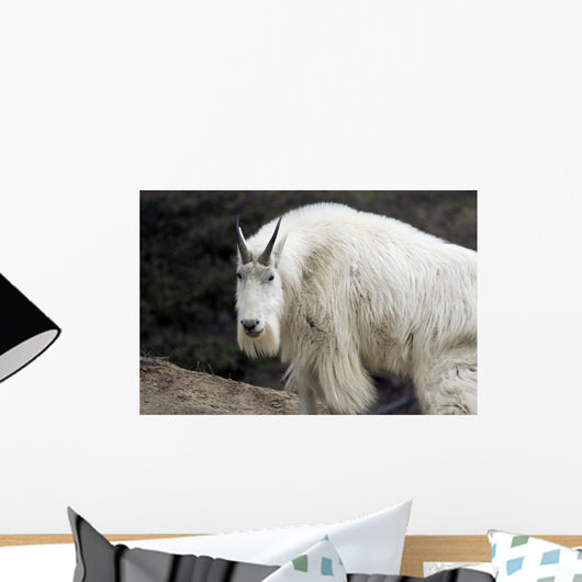 Mountain goat Wall Mural
