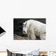 Mountain goat Wall Mural