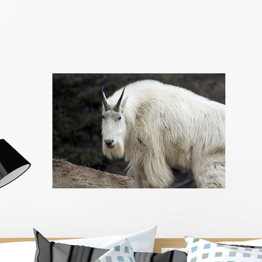 Mountain goat Wall Mural
