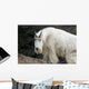 Mountain goat Wall Mural