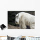 Mountain goat Wall Mural