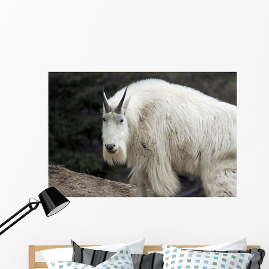 Mountain goat Wall Mural