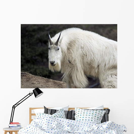 Mountain goat Wall Mural