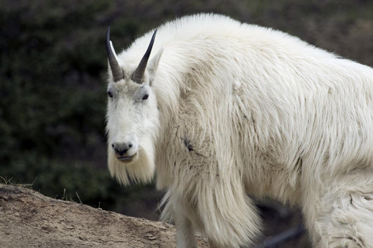 Mountain goat Wall Mural