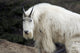 Mountain goat Wall Mural
