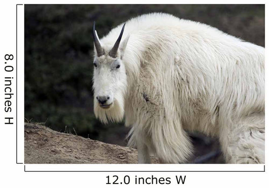 Mountain goat Wall Mural