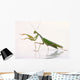 Mantis White Wall Decal