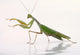 Mantis White Wall Decal