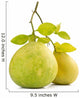 Green pomelo fruit Wall Decal
