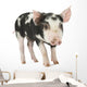 Cute Piglet Wall Decal