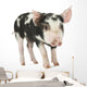 Cute Piglet Wall Decal