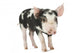 Cute Piglet Wall Decal