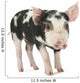 Cute Piglet Wall Decal