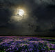 Lavender Field in the Moonlight Wall Mural