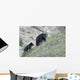 Black bear and cub. Wall Mural