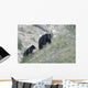 Black bear and cub. Wall Mural
