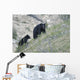 Black bear and cub. Wall Mural