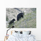 Black bear and cub. Wall Mural