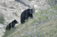 Black bear and cub. Wall Mural