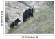 Black bear and cub. Wall Mural