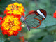 Transparent Butterfly Wall Mural