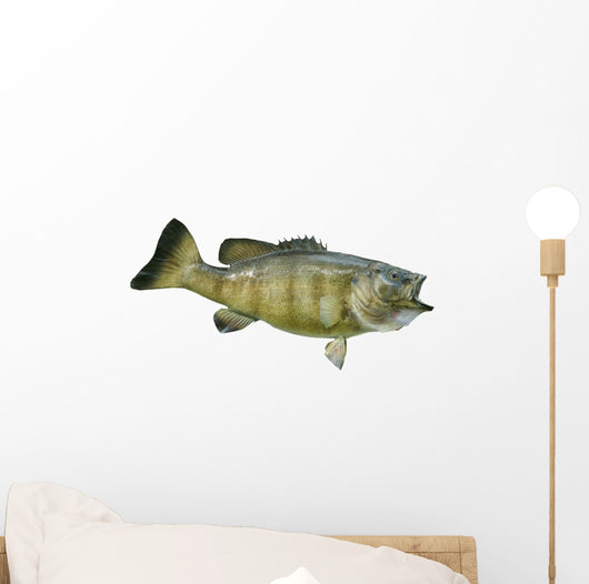 Smallmouth Bass Isolated on a White Background Wall Decal