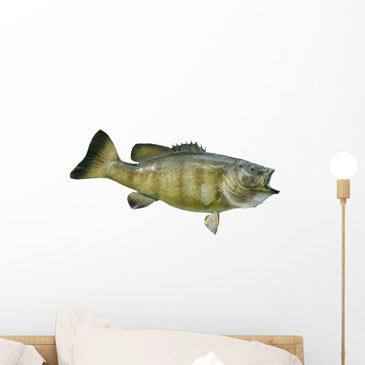 Smallmouth Bass Isolated on a White Background Wall Decal