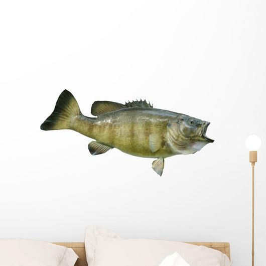 Smallmouth Bass Isolated on a White Background Wall Decal