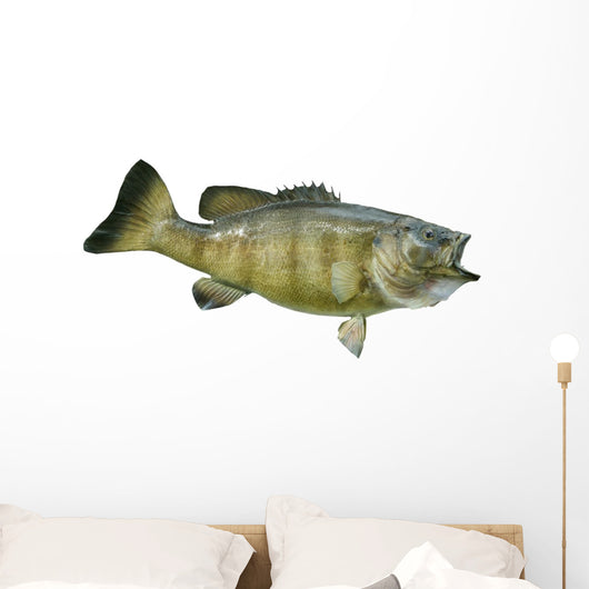 Smallmouth Bass Isolated on a White Background Wall Decal