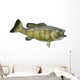 Smallmouth Bass Isolated on a White Background Wall Decal