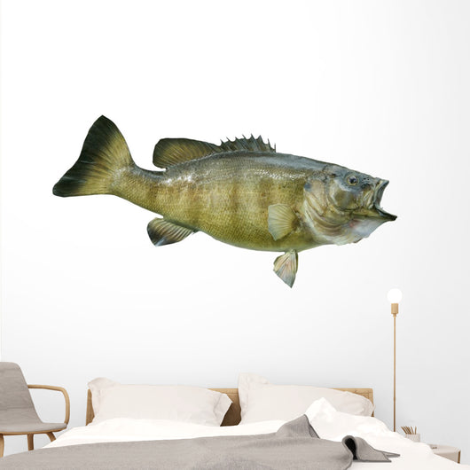 Smallmouth Bass Isolated on a White Background Wall Decal